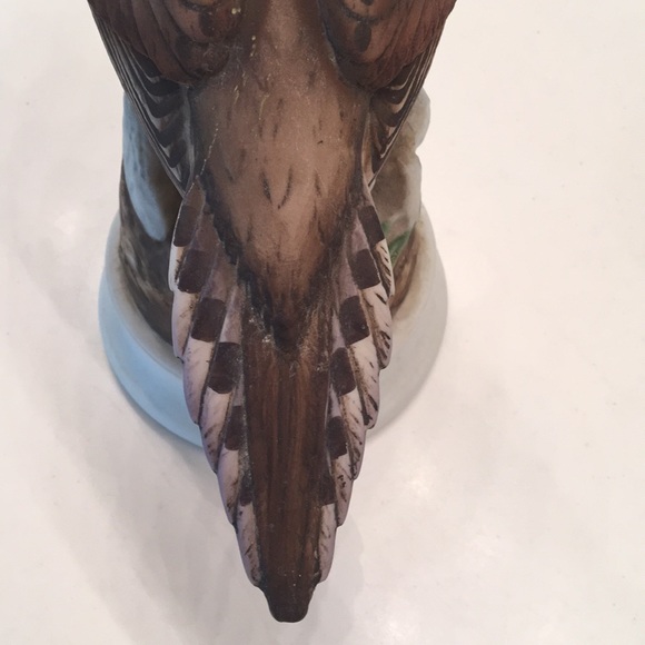 Mourning Dove - Picture 5 of 7